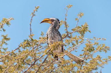 Kuzey Namibya 'da bir ağaç dalında, Güney Sarı gagalı bir Hornbill, Tockus lökomiler.