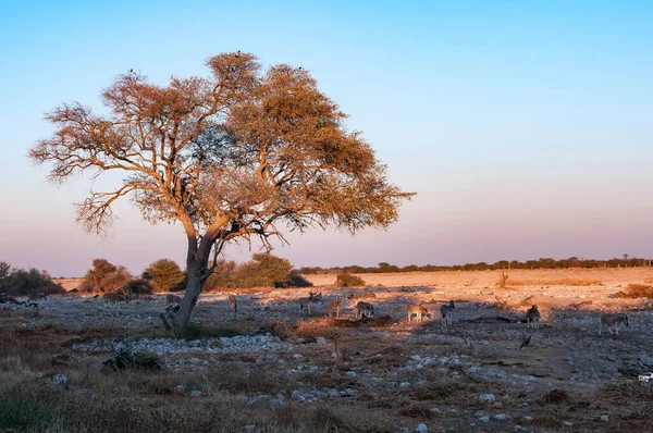 Burchells Zebra Lopen Langs Een Grote Boom Bij Zonsopgang Noord — Stockfoto