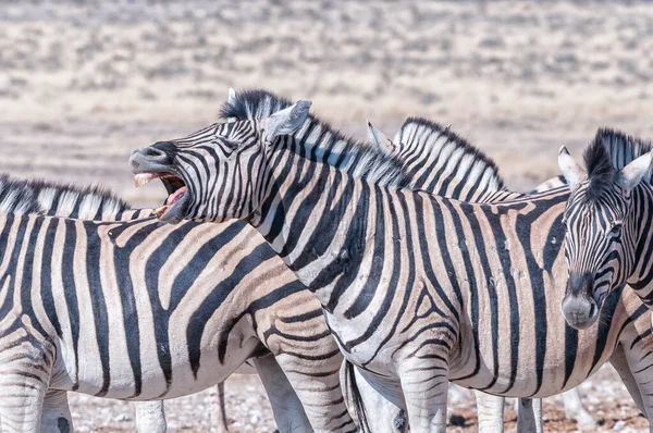 バーシェル ゼブラ エクウス クアガ ブルチェリ ナミビア北部であくびをする — ストック写真