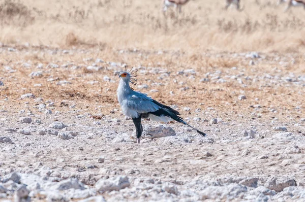 Secretary Bird Sagittarius Serpentarius Ground Northern Namibia — Stock Photo, Image