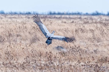 Kuzey Namibya 'da uçan bir Sekreter Kuş, Yay Yılan Yılan.