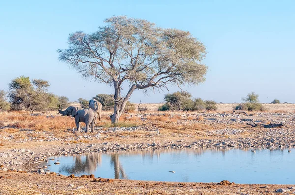 African Elephants Okaukeujo Waterhole Northern Namibia — Stock Photo, Image