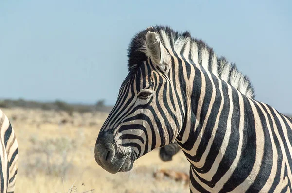 ナミビア北部のブルシェル ゼブラ 英語版 Equus Quagga Burchelli の頭部の閉鎖 — ストック写真