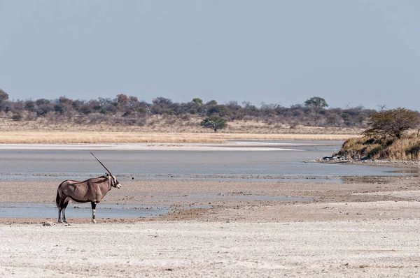 Een Oryx Oryx Gazella Bij Fischers Pan Noord Namibië — Stockfoto