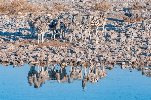 Бурчеллы Зебры Equus Quagga Burchellii Водопое Севере Намибии — стоковое фото