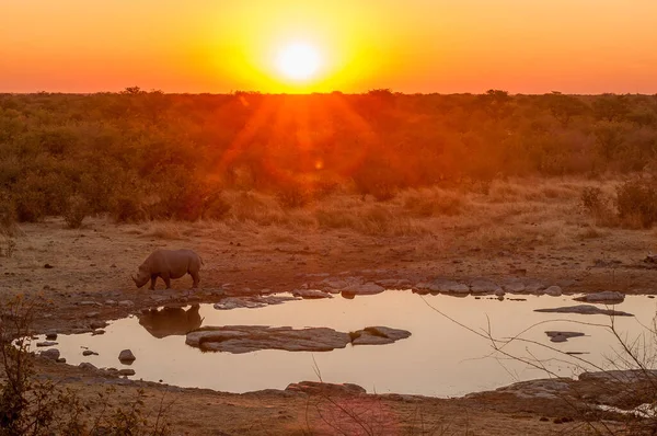 黒いサイ ブラウザ ディエロス ビコルニス ナミビア北部の水飲み場で日没の背景 — ストック写真