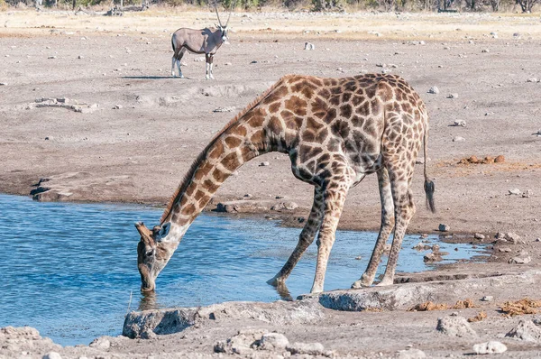 Namibijska Żyrafa Pijąca Wodę Oryksem Oglądającym Północnej Namibii — Zdjęcie stockowe