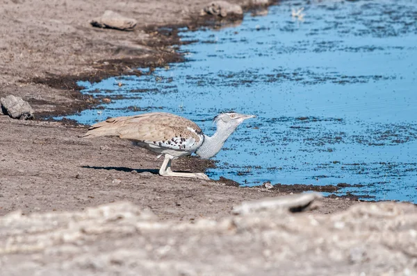 Side View Kori Bustard Ardeotis Kori Drinking Water Heaviest Bird — Stock Photo, Image