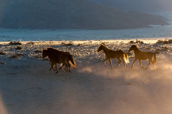 Wildpferde Der Namib Beim Sonnenaufgang Foto Aus Garub — Stockfoto