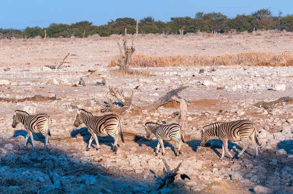 在纳米比亚北部的日出时分散步的斑马 Equus Quagga Burchellii — 图库照片