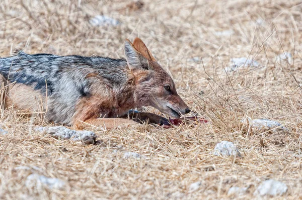 黒を基調としたジャッカル カニス メソメラス 肉を一切れ食べる — ストック写真