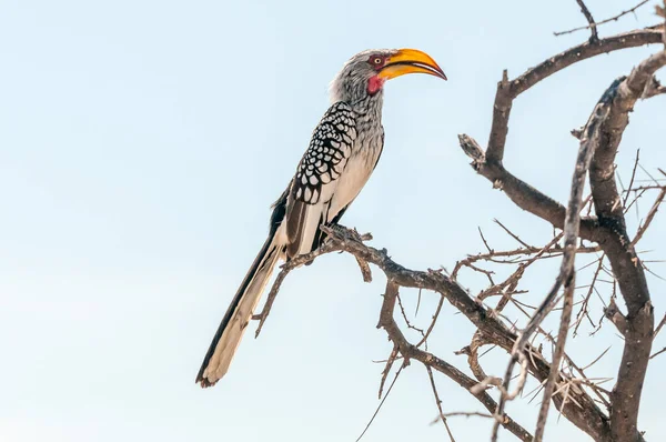 Hornbill Tockus Leucomelas Větvi Stromu Severní Namibii — Stock fotografie