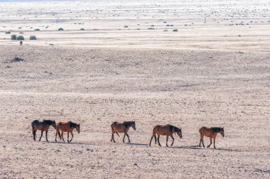 Namib 'in vahşi atlarının Aus yakınlarındaki Garub' da bir sırada yürüyüşü.