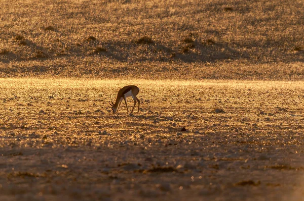 Springbok Grazing Sunset Garub Aus Namibia — Stock Photo, Image
