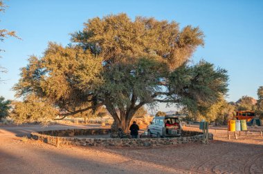 SESRIEM, NAMIBIA - 22 Haziran 2012: Sesriem 'de büyük bir deve dikeni ağacının altında bir kamp alanı. Bir kişi ve bir araç görülüyor.