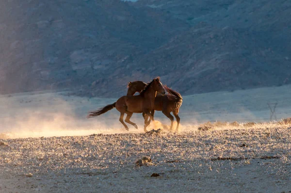 Wilde Paarden Van Namib Vechten Bij Zonsopgang Foto Genomen Garub — Stockfoto