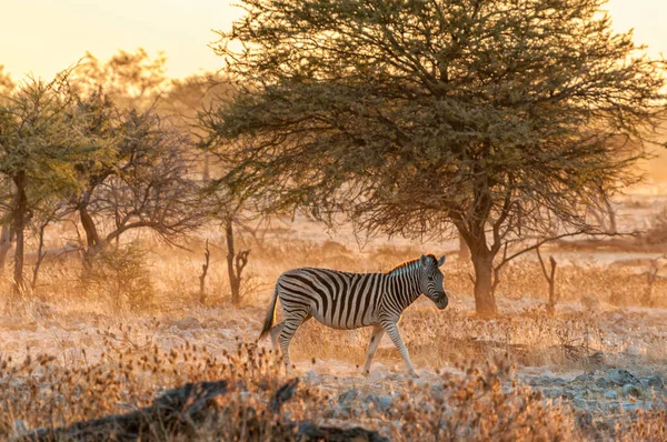 Burchells Zebra Equus Quagga Burchellii Περπάτημα Στο Ηλιοβασίλεμα Στη Βόρεια — Φωτογραφία Αρχείου