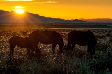 Namib 'in vahşi atlarının silueti batan güneşe karşı otluyor. Fotoğraf Garub 'da çekildi.