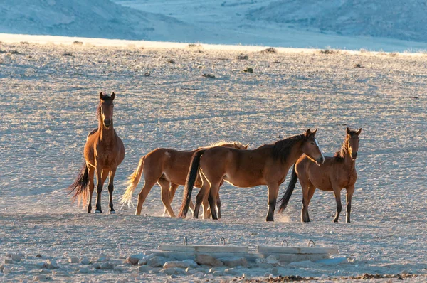 Wilde Paarden Van Namib Lopen Bij Zonsopgang Foto Genomen Garub — Stockfoto