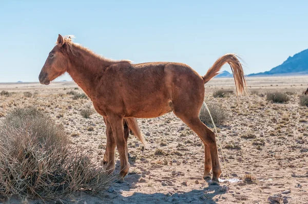 Wildpferd Der Namib Stute Uriniert Foto Aus Garub — Stockfoto