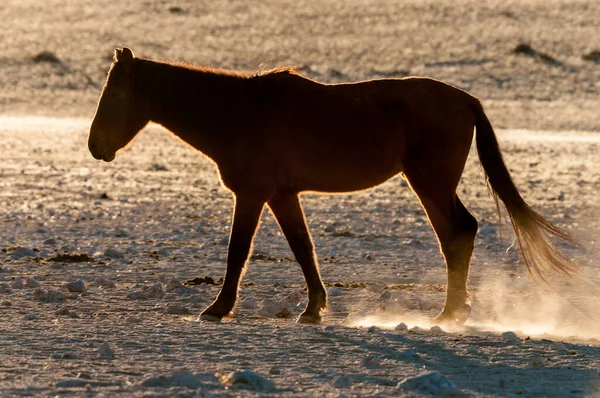 Silhouette Eines Wildpferdes Der Namib Beim Gehen Foto Aus Garub — Stockfoto