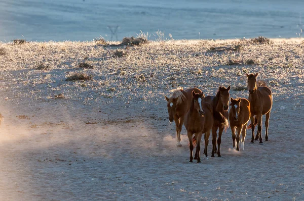 Wildpferde Der Namib Beim Sonnenaufgang Foto Aus Garub — Stockfoto