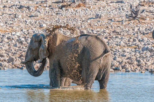 Elefant Som Badar Lera Ett Vattenhål — Stockfoto