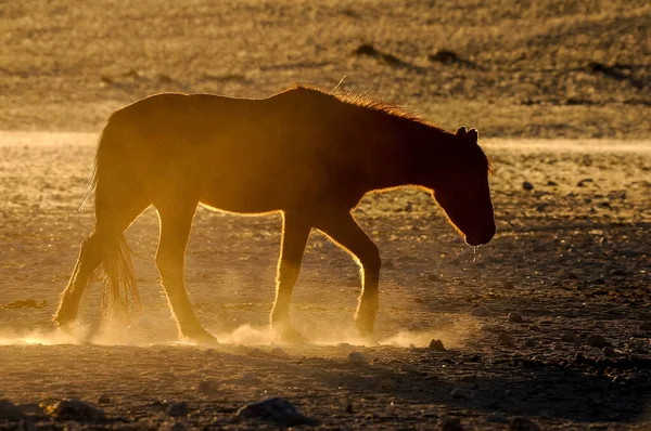 Silhuett Vild Häst Namib Promenader Bild Tagen Garub — Stockfoto