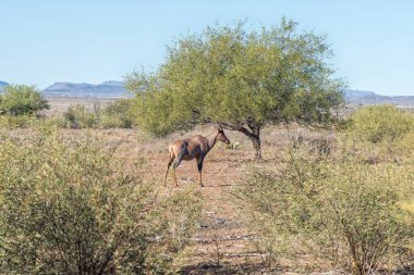 Batı Burnu Karoo 'da Beaufort West yakınlarında bir tsessebe.