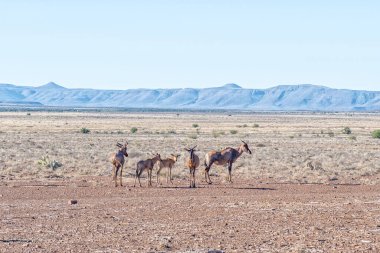 Batı Burnu Karoo 'da Beaufort West yakınlarında bir grup tsessebe.