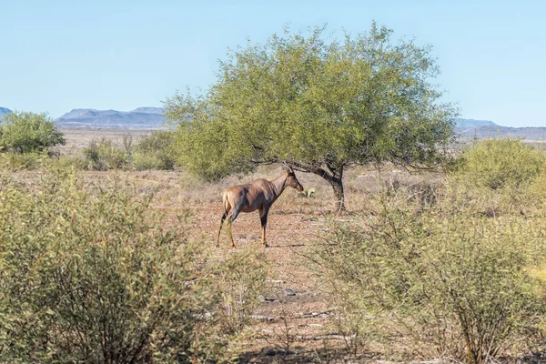 Tsessebe Perto Beaufort West Western Cape Karoo — Fotografia de Stock