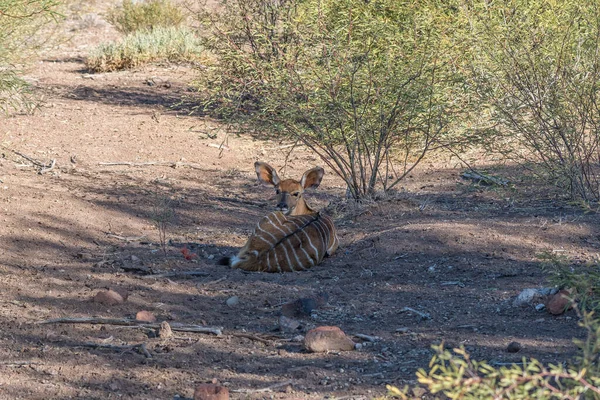 Una Oveja Nyala Yaciendo Sombra Cerca Beaufort West Cabo Karoo — Foto de Stock