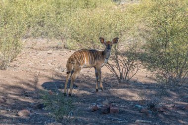 Batı Burnu Karoo 'da Beaufort West yakınlarında bir nyala koyunu.