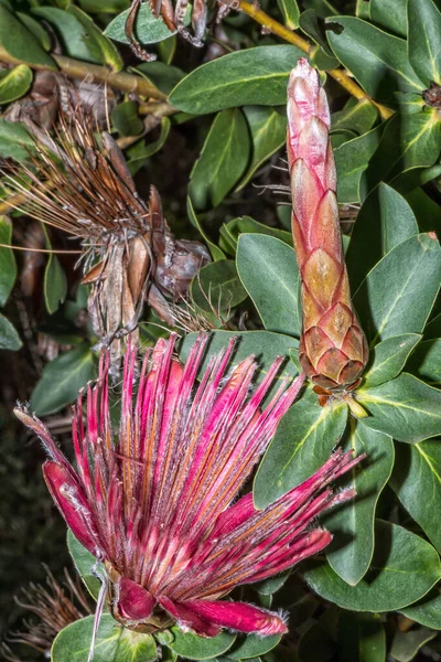 Shuttlecock Sugarbush Protea Aurea Dans Réserve Naturelle Helderberg Près Somerset — Photo