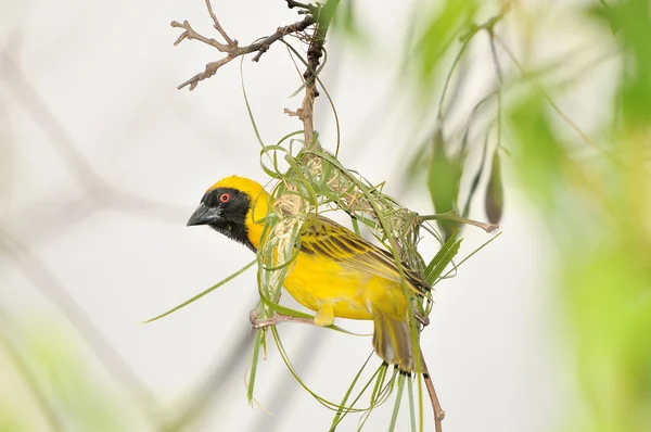 Mannelijke zuidelijke gemaskerde weaver — Stockfoto