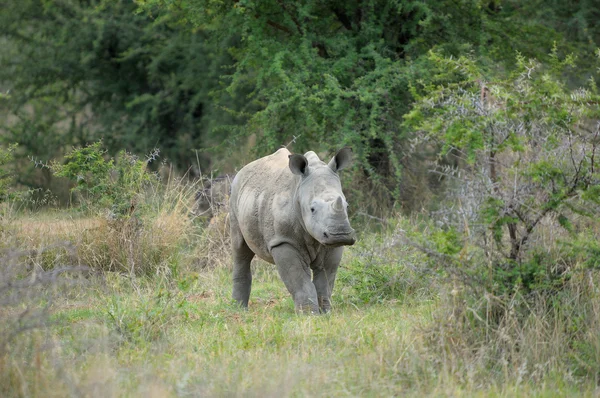 Ternera de rinoceronte blanco — Foto de Stock