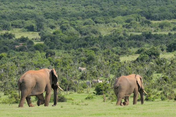 Elephants, Addo Elephant National park, South Africa — Stock Photo, Image