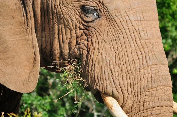Elefant, Addo Elefant Nationalpark, Südafrika — Stockfoto