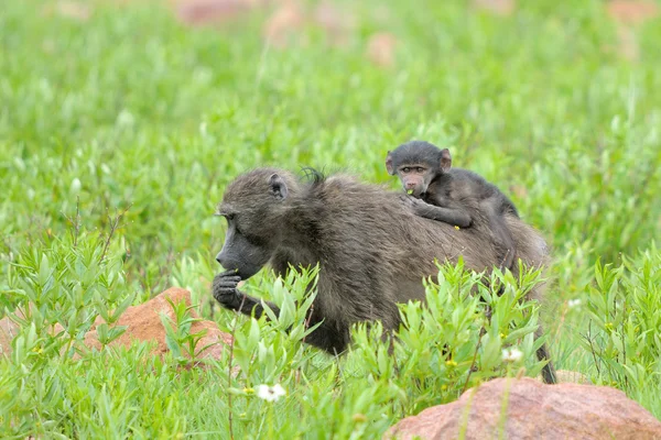 Baboon with baby — Stock Photo, Image