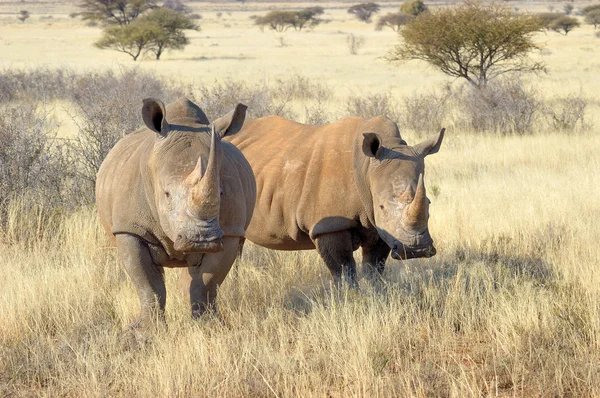 Білий носороги — стокове фото