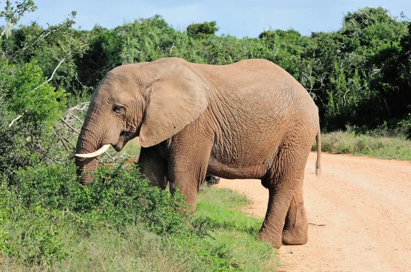 Elefante, Parque Nacional del Elefante Addo, Sudáfrica — Foto de Stock