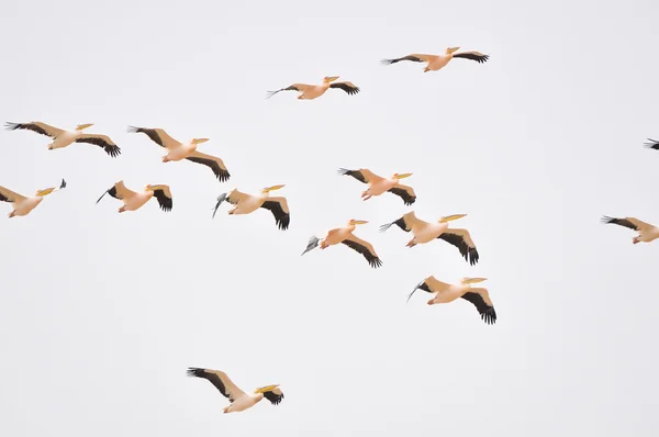 Grandes Pelicanos Brancos — Fotografia de Stock