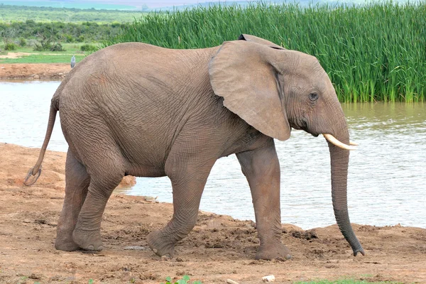 Elefante, Parque Nacional del Elefante Addo, Sudáfrica —  Fotos de Stock