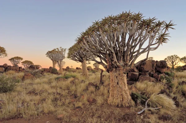 Zonsopgang op het quiver tree forest, Namibië — Stockfoto