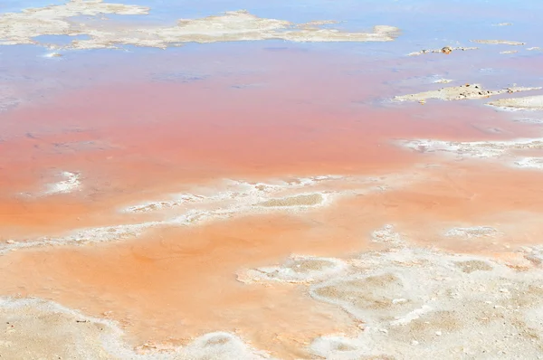 Red algae in salt pan — Stock Photo, Image