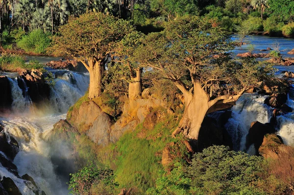 Baobabs at Epupa waterfall, Namibia — Stock Photo, Image