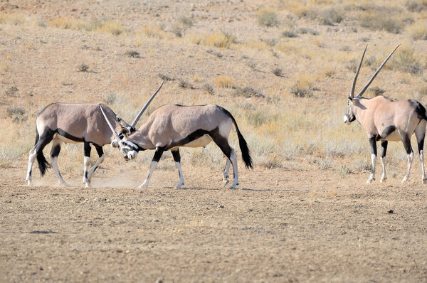 Бои ориксов
