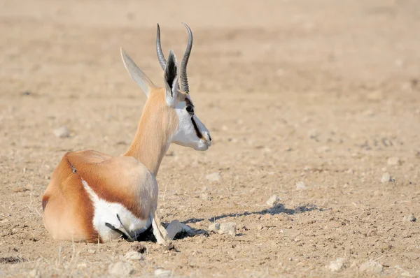 Springbok lying — Stock Photo, Image