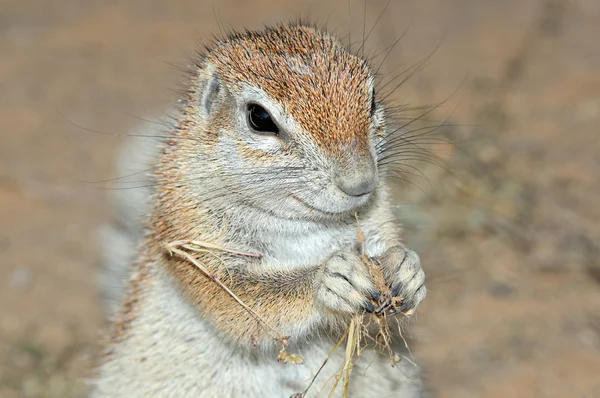 Ardilla de Cabo Terreno — Foto de Stock