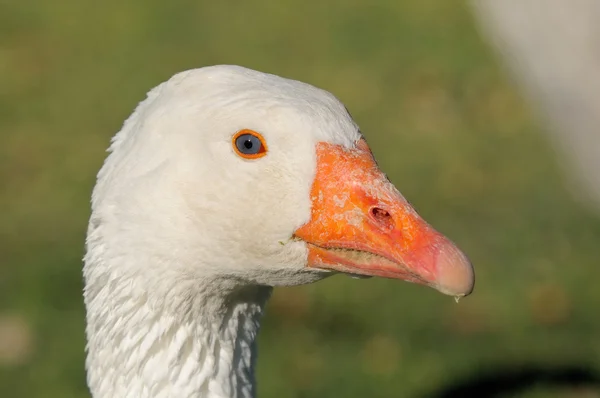 Emden gås — Stockfoto